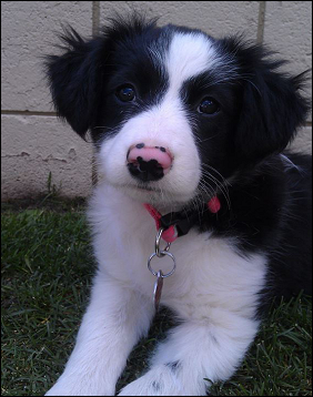 Juno Puppy