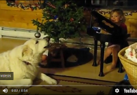 Great Pyrenees Sings Jingle Bells